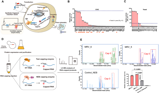 1749570358617419.png 1.1.png