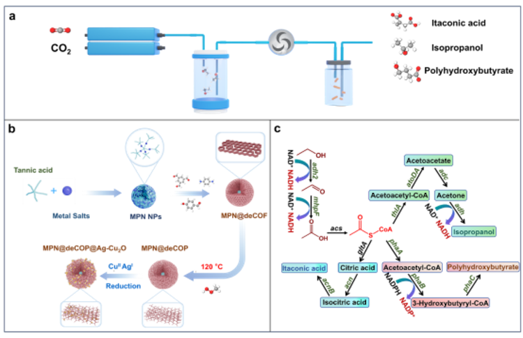 1754994459553775.png 3.1.png