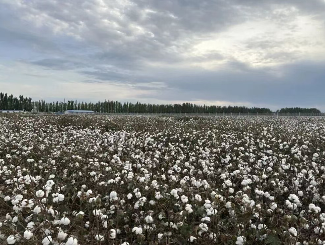 1763383080131298.png image.png